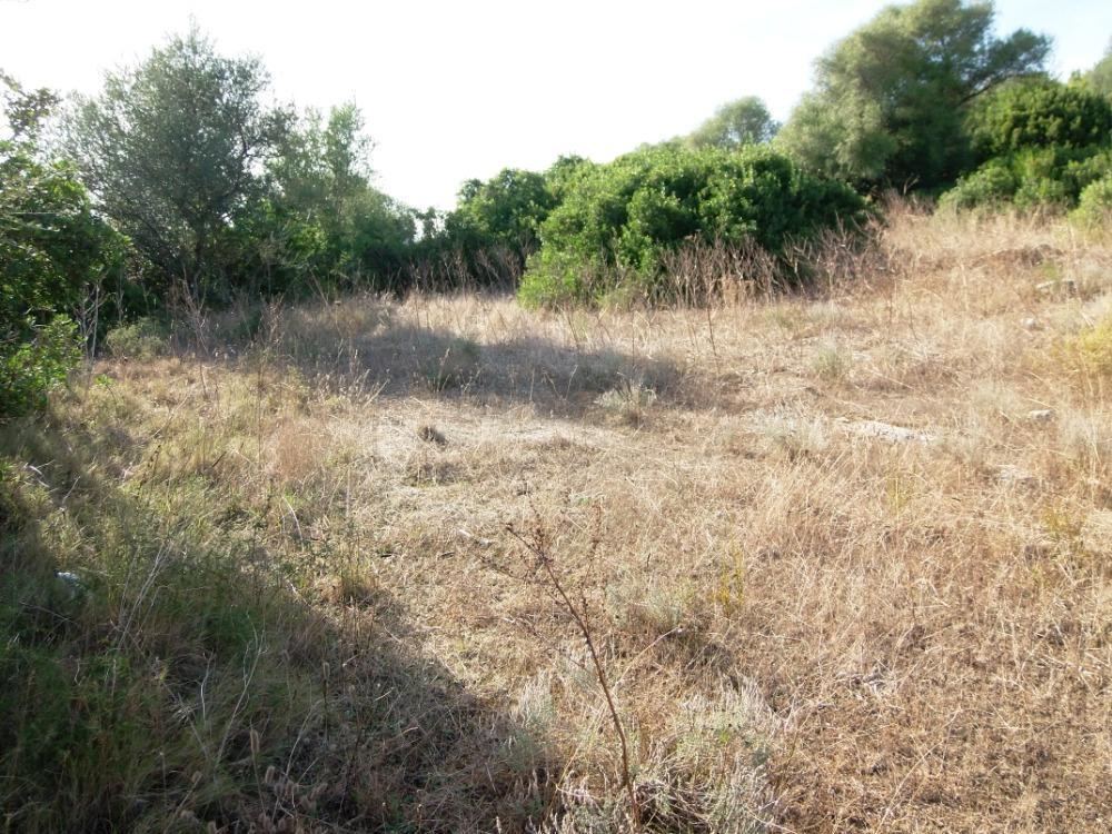 Conca Oru Immobilier
