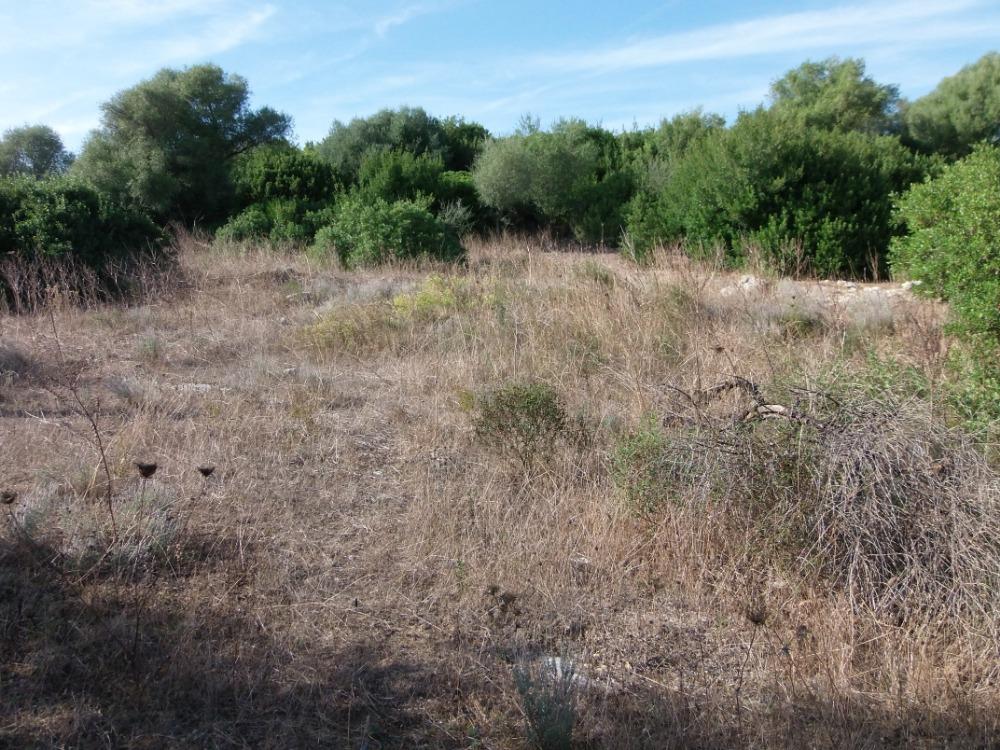 Conca Oru Immobilier