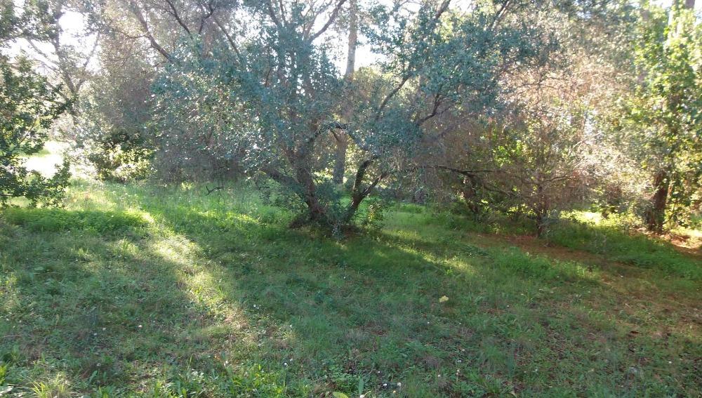 Conca Oru Immobilier