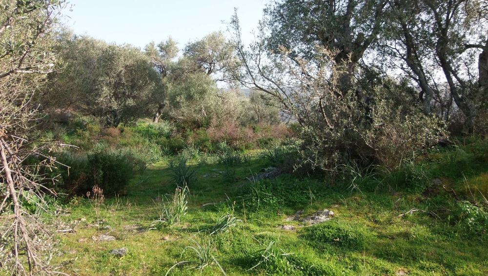 Vente Terrain SAN GAVINO - 